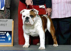 CH Hetherbull TopLine O-O